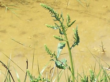 Beta vulgaris / Bietola